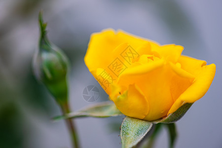 滚动的黄玫瑰玫瑰植物下雨花瓣公园黄色花园图片