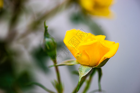 滚动的黄玫瑰植物黄色公园花园花瓣下雨玫瑰图片