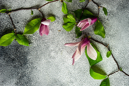 花边框 盛开大木兰粉色植物群花束玉兰花瓣框架问候语乡村季节灰色图片