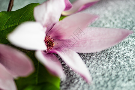 花边框 盛开大木兰玉兰季节问候语边界季节性花束框架植物群植物粉色图片