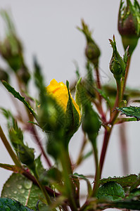 滚动的黄玫瑰植物黄色花园公园下雨玫瑰花瓣图片