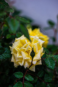 滚动的黄玫瑰黄色公园玫瑰下雨花园花瓣植物图片