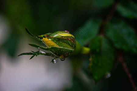 滚动的黄玫瑰下雨植物花园花瓣公园玫瑰黄色图片