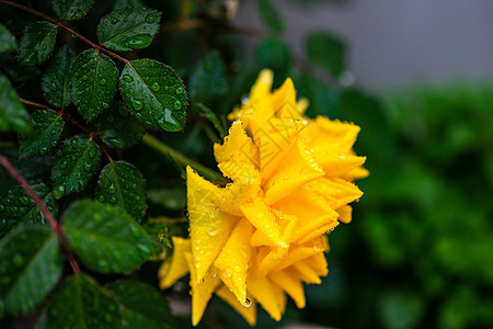 滚动的黄玫瑰花瓣花园植物公园下雨黄色玫瑰图片