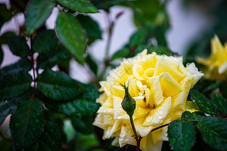 滚动的黄玫瑰植物玫瑰黄色花园下雨公园花瓣图片