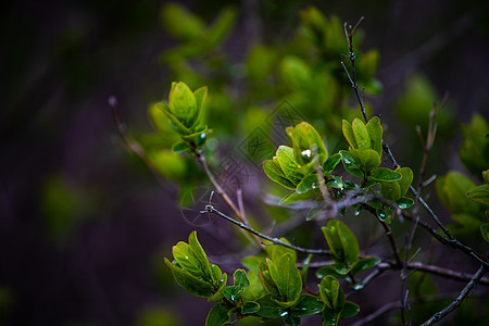 清晨绿叶露露植物绿色树叶森林花园卡片背景图片