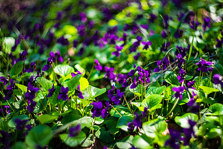 野生花朵野花花园宏观植物学叶子植物紫色中提琴森林苔藓图片