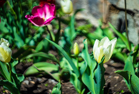 春花边框生长紫色宏观草地郁金香场地粉色女士季节植物图片