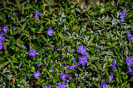 蓝春花树叶植物生长蓝色木头卡片植物群绿色场地花园图片