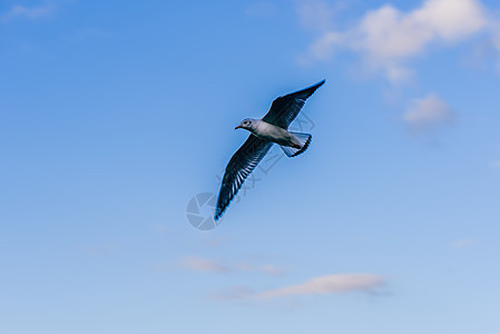 正在飞行的海鸥食肉动物群捕食者日落海鸟天空公园野生动物运动动物图片