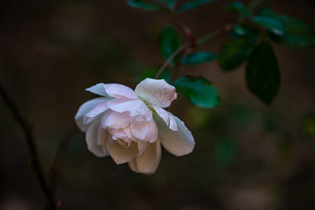 闪耀的白玫瑰花瓣花园植物白色公园玫瑰图片