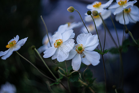 在户外盛开的白阿内蒙或尖青绿花双花白色花瓣季节性银针植物群植物公园季节花园图片