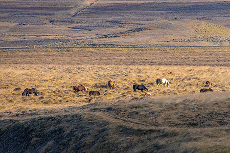 在冰岛阳光明媚的白天在山谷中放牧的冰岛马群图片