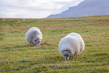 冰岛绵羊粗羊毛毛毛在草地上放牧图片