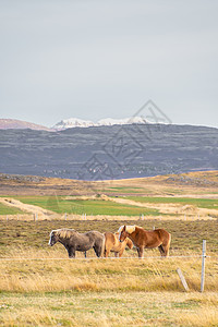 国家公园 冰岛冰地马站在山脉前面的草原上图片