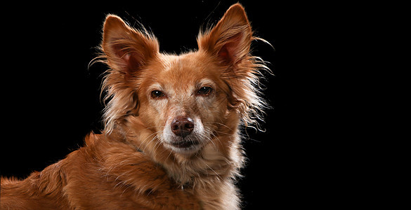 黑背景前的木板上的狗画像红色眼睛动物宠物黑色小狗柴犬犬类朋友耳朵图片
