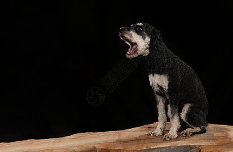 黑背景前的木板上的狗图片