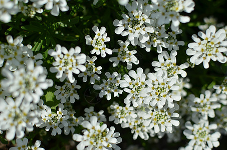 阿马拉或苦糖糖塔 花很多白花宏观场地园艺野花糖果花园植物公园荒野花瓣图片
