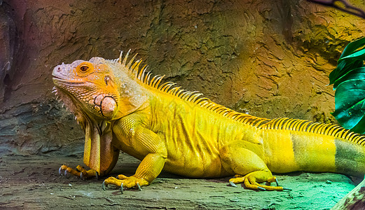 热门异国宠物 来自美洲的热带蜥蜴皮类动物 亚特兰大岛图片