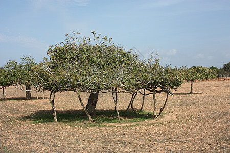 在Formentera的巴利阿里群岛干旱 干燥的夏季土壤中生长的孤单无花果树草地农业孤独力量植物群植被植物农村土地场地图片
