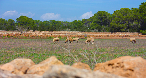在无花果树和干旱土地上的伊比扎干旱田和荒地以及农牧草中的山羊和绵羊阴影场地哺乳动物季节国家食物土壤晴天牧场农场图片