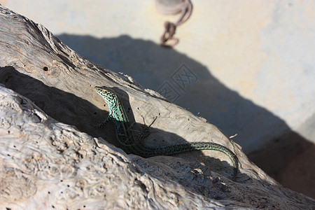 一只孤独的绿蜥蜴在干旱沙漠中的一棵树干树干上动物爬虫学尾巴动物群花园栖息地宏观鬣蜥生物皮肤图片