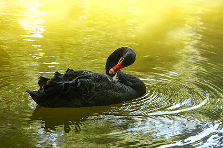 绿水中的黑天鹅黑羽荒野天堂家禽天鹅花园太阳墙纸游泳水鸟图片