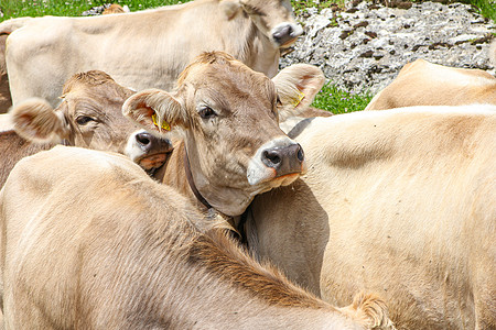 山中的牛群农业农田稻草牛肉奶牛牛奶失真农场场地鱼眼图片