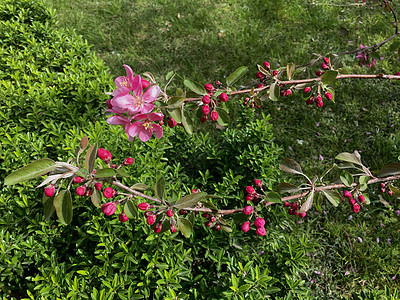 粉红开花的苹果树鲜花枝图片