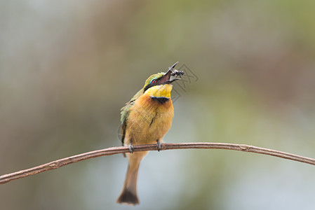 食蜜鸟 欧洲蜂食蜜鸟白色捕食者环境荒野配种蓝色动物绿色动物群树枝图片