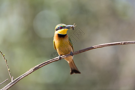 食蜜鸟 欧洲蜂食蜜鸟动物群白色蓝色黄色绿色动物树枝蜂鸟红色翅膀图片