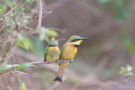食蜂鸟妈妈和食蜂鸟小鸡白色捕食者黄色动物环境食者自由小蜜蜂树枝蜜蜂图片