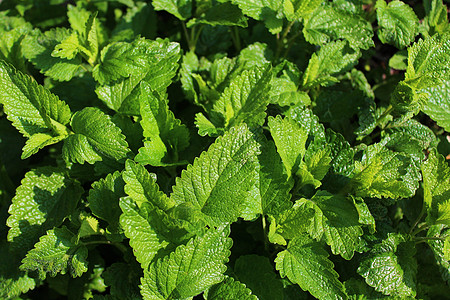 花园里的柠檬香水生长草本植物医疗叶子草药树叶茶厂香蜂草园艺茶树图片