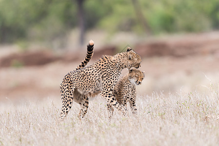 Cheetah 播放肖像小动物野生动物食肉婴儿哺乳动物猎豹荒野力量马赛栖息地图片