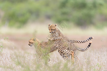 Cheetah 播放肖像猎人捕食者猎豹野生动物小动物马赛食肉荒野哺乳动物动物图片