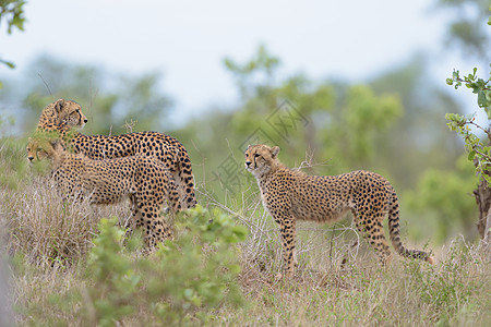 Cheetah家族肖像马赛力量婴儿食肉猎豹野生动物小动物爬坡猎人荒野图片