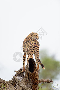 切塔肖像速度马赛小动物猎豹猎人野生动物婴儿爬坡捕食者后代图片