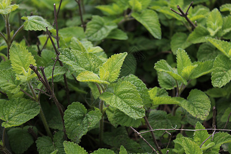 花园里的柠檬香水茶厂茶树生长树叶医疗叶子草本植物草药香蜂草园艺图片