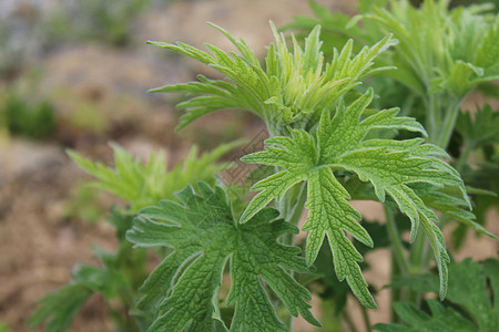 花园中母亲的田地益母草唇形科药品药草园叶子草本植物香料心脏植物草药图片