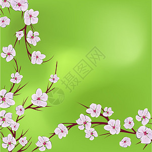 樱花花的设计非常适合任何用途 自然无缝模式 日本插图与粉红色的樱花花在绿色背景上图片