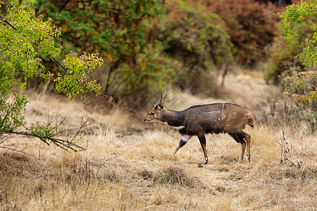 Menelik's Bushbuck 埃塞俄比亚 非洲野生动物图片