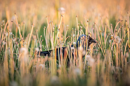 藏在草丛中的普通乌鸦 又称北方乌鸦 全黑雀形目鸟类 乌鸦是乌鸦属的几种体型较大的物种之一背景图片