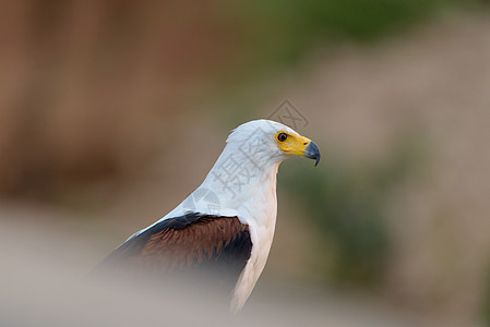 野外的鱼鹰荒野羽毛大草原观鸟股票摄影动物鸟类照片野生动物背景图片