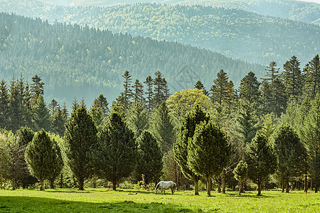 森林附近的马匹草地季节枞树云杉松树环境旅行旅游水平生态图片