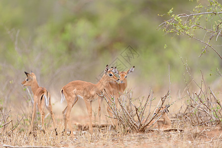 幼牛伊巴拉 幼崽伊卜拉羚羊耳朵喇叭旅游荒野旅行目的地食草女性羚羊动物图片