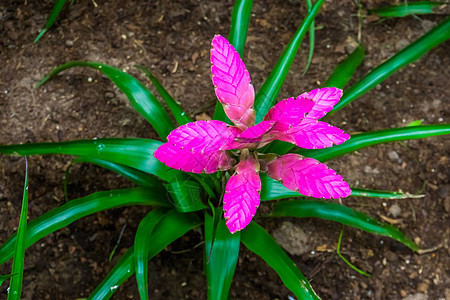 特写紫色 Vriesea 植物 来自美国的彩色热带植物图片