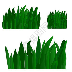 收集白色绿色青草横幅植物叶子花园水仙花插图树叶植物群季节花朵水仙图片
