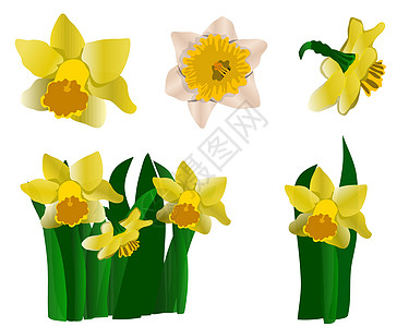 收集白色黄色水仙子酱花朵装饰品横幅插图花瓣叶子植物水仙花束水仙花图片