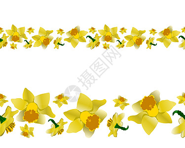 春黄水仙无尽的横幅花瓣织物包装季节植物花园花束叶子植物群花朵图片