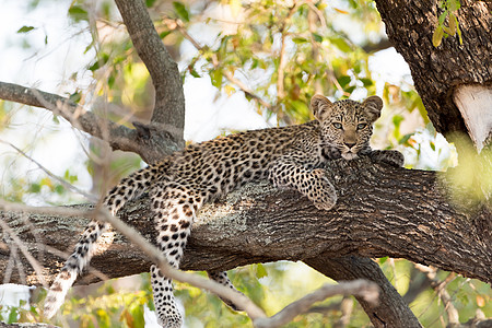 野外树上的豹幼崽旅游衬套食肉哺乳动物观光野生动物昼夜大猫荒野游乐园图片